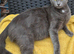 3 kittens left