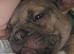 French bulldog male looking for a new home
