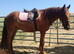 Smart 15.2hh/15.3hh 3yo Gelding, Registered Part Bred Appaloosa &ndash; Perfect Project