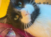 GOT A KITTEN CANT TAKE AD DOWN lol