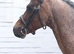 Strawberry Roan Gelding
