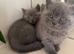 Pure-breed British Shorthair Kittens