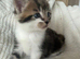 Maincoon kittens 7 weeks stunning