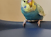 Budgies 2 months old