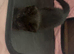 Mainecoon cross Ragdoll kittens