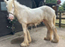 Beautiful cremello yearling