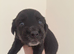 Kelpie cross spaniel