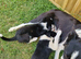 border collie puppies