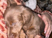 Long hair Miniature dachshund