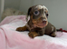 Miniature dachshund puppies