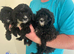 Cavapoo