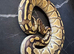 Black pastel lesser