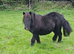 Shetland pony
