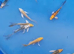 koi &pound;5 each normal and butterfly