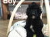 Beautiful cockapoo girls and boys available