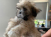 Adorable Lhasa Apso Boy puppies for sale