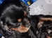 *REDUCED* Cavalier King Charles Male Puppies