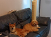 Male Shiba Inu looking for a new forever home