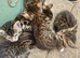 Half Bengal Kittens