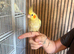 Ringnecks pairs and handreared birds
