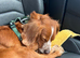 Working Cocker Spaniel female