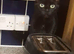 6 year old female neutered cat