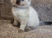 Ragdoll Kittens