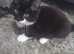 little kittens to give away