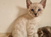 Bengal/Siamese/maine coon mix