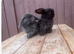 Mini lop rabbits