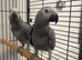 Hand Reared Baby African Greys