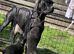 Cane Corso Puppies – 2 Females & 3 Males