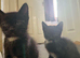 8 weeks old kittens
