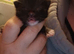 Farm Kittens