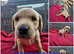 Kc labrador puppies red/yellow