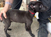 bull x lurcher pups