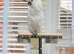 Greater Sulphur-Crested Cockatoo