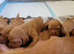 ( READY TO GO )KC hungarian vizsla puppies for sale ( ready to go 13th June)