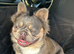Fluffy French bulldog for stud
