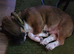 Basset Hound cross