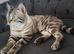 Snow White Bengal