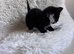 Beautiful black-and-white kittens