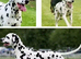 Dalmatian puppies - ready 23/10/26