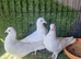 Garden pigeons