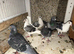 Racing pigeons