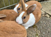 Dutch Baby Bunnies 10 weeks old