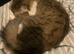 Loving male cat collection only