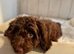 Premium Quality Teddy Toy Cavapoos F1B DNA Health Tested