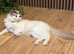 Ragdoll kittens