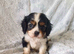 Beautiful cavalier king charles puppies